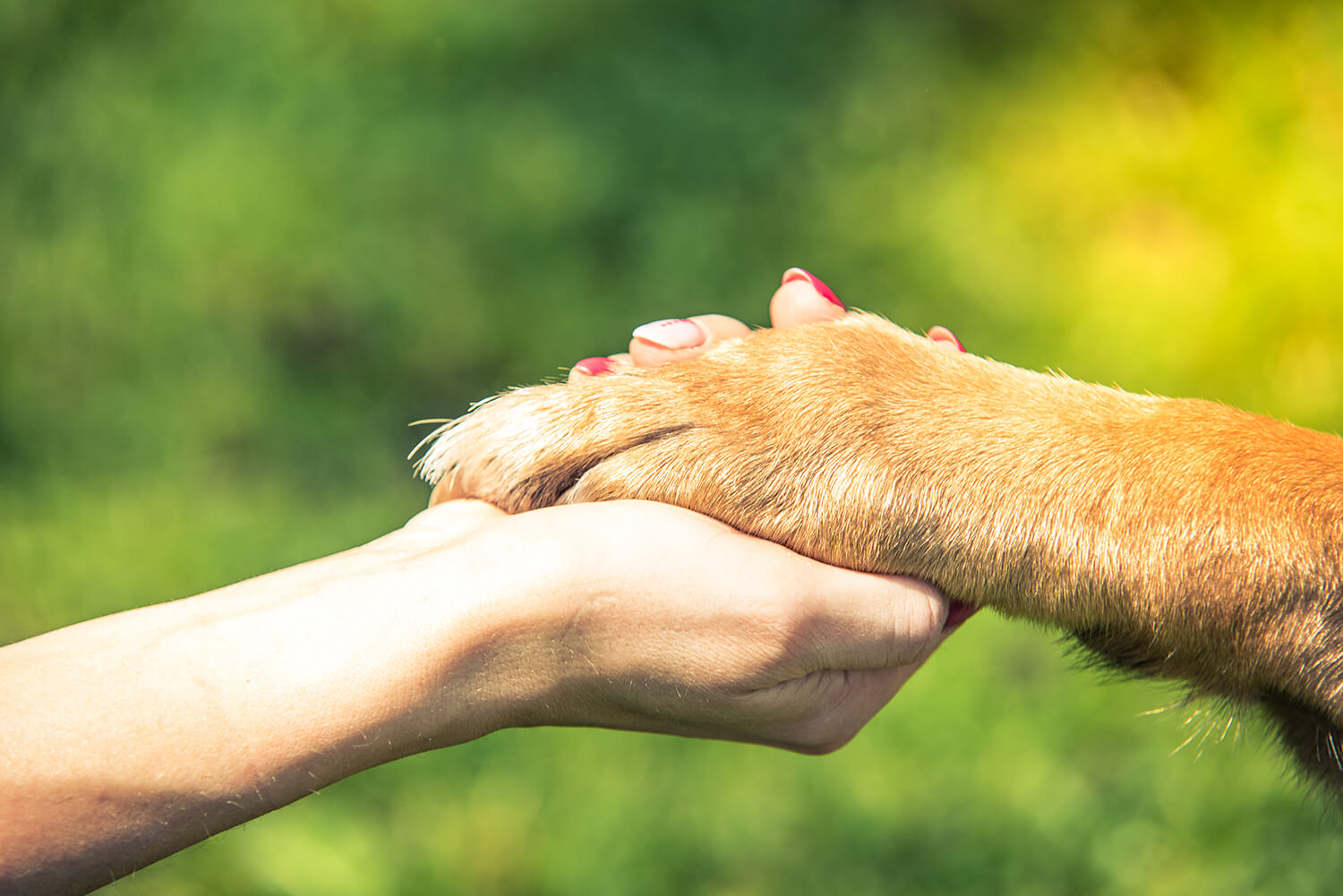 9 Common Bone Issues in Growing Dogs