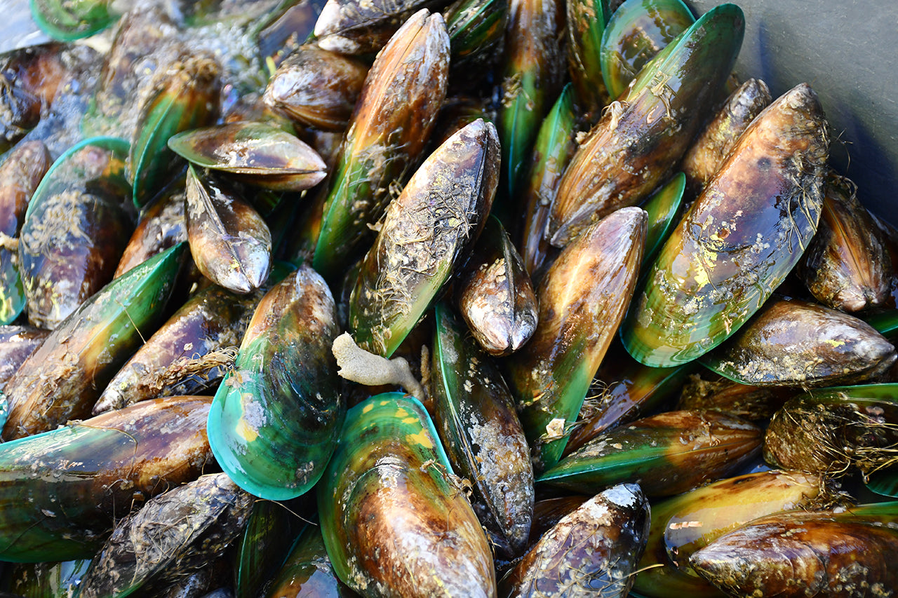 Green-lipped Mussel Oil or NSAIDs: Which Is The Better Long-Term Support For Healthy Joints & Improved Flexibility?