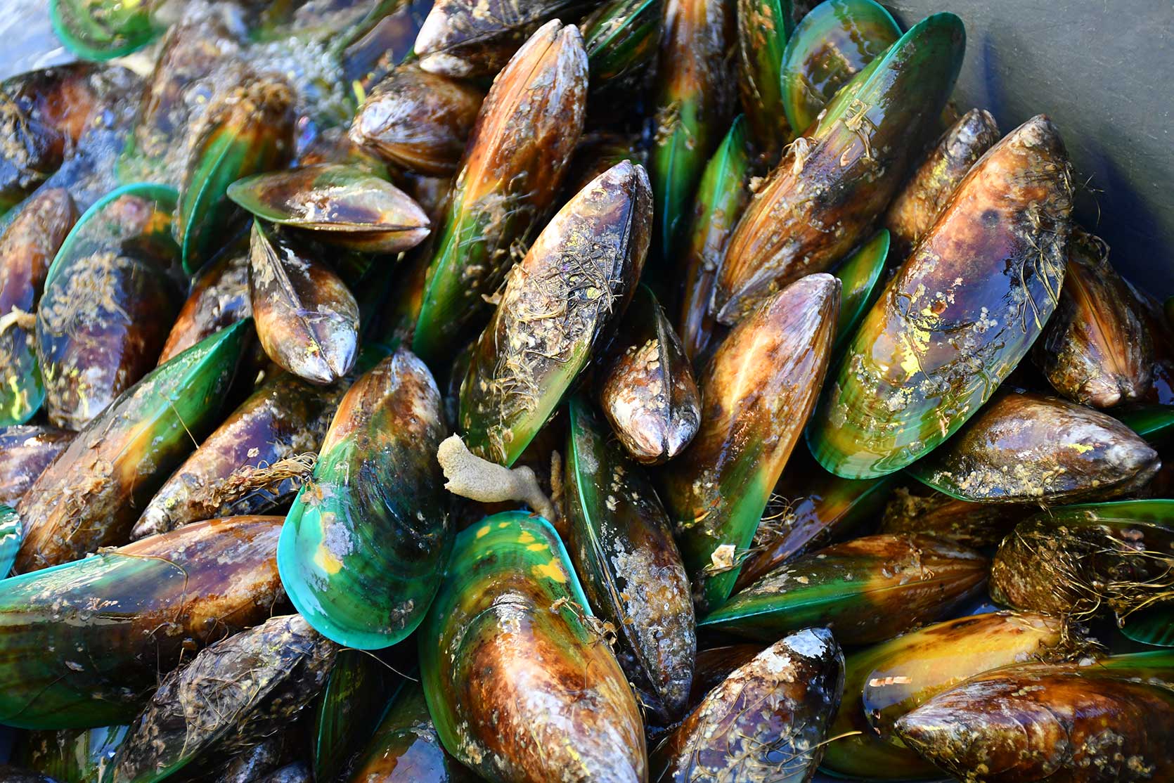 Zealand Green Lipped Mussels 